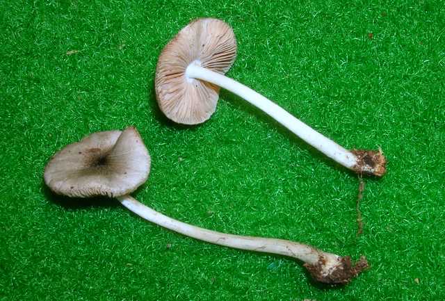 Pluteus   pseudorobertii   M.M. Moser